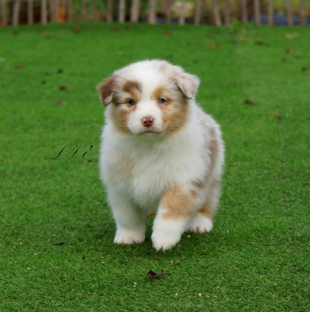 De La Vallée D'eska - Chiot disponible  - Berger Australien