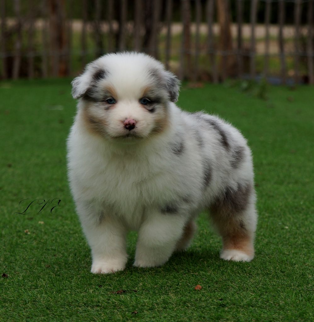 De La Vallée D'eska - Chiot disponible  - Berger Australien