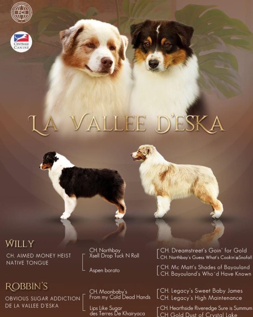 De La Vallée D'eska - Chiot disponible  - Berger Australien