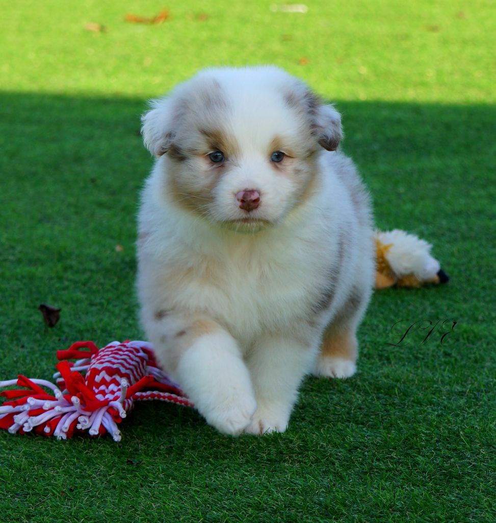 De La Vallée D'eska - Chiot disponible  - Berger Australien