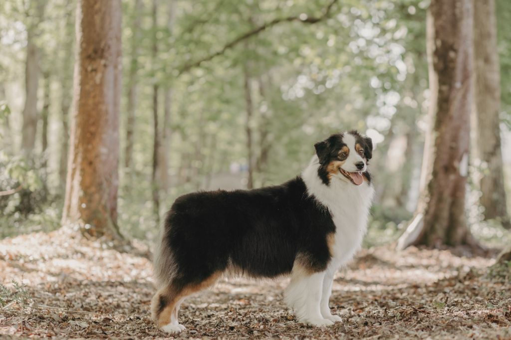 Prochaine portée à naitre mi décembre