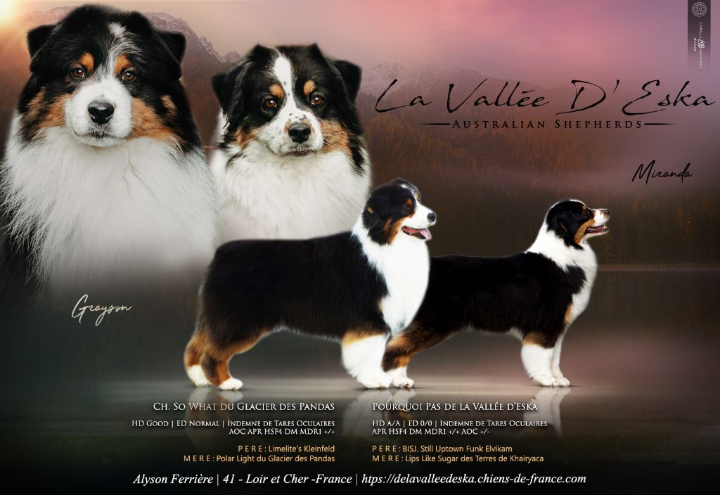 De La Vallée D'eska - Berger Australien - Portée née le 17/08/2025