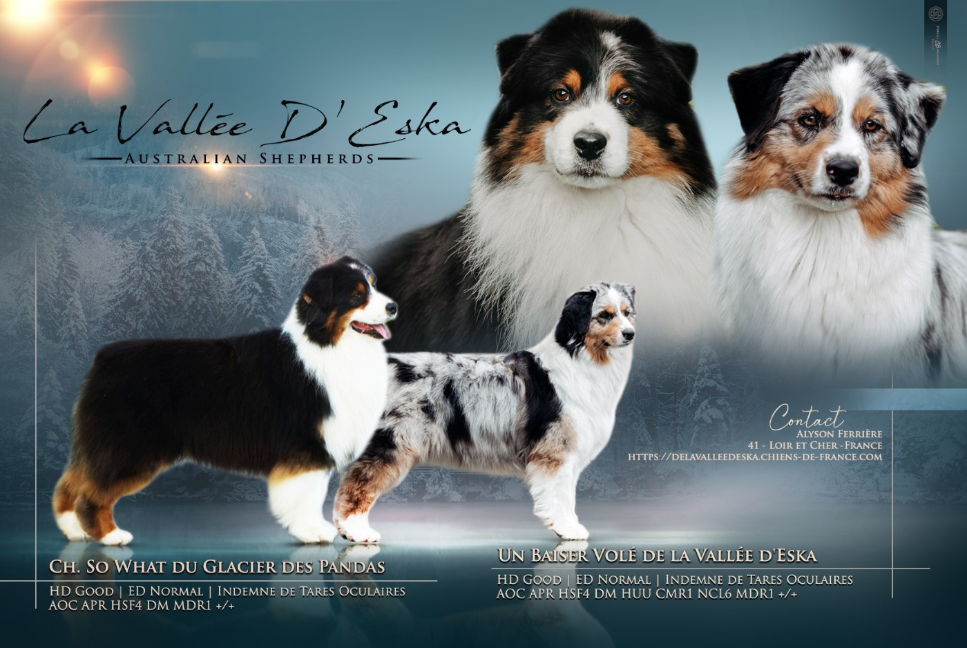 De La Vallée D'eska - Berger Australien - Portée née le 29/12/2025