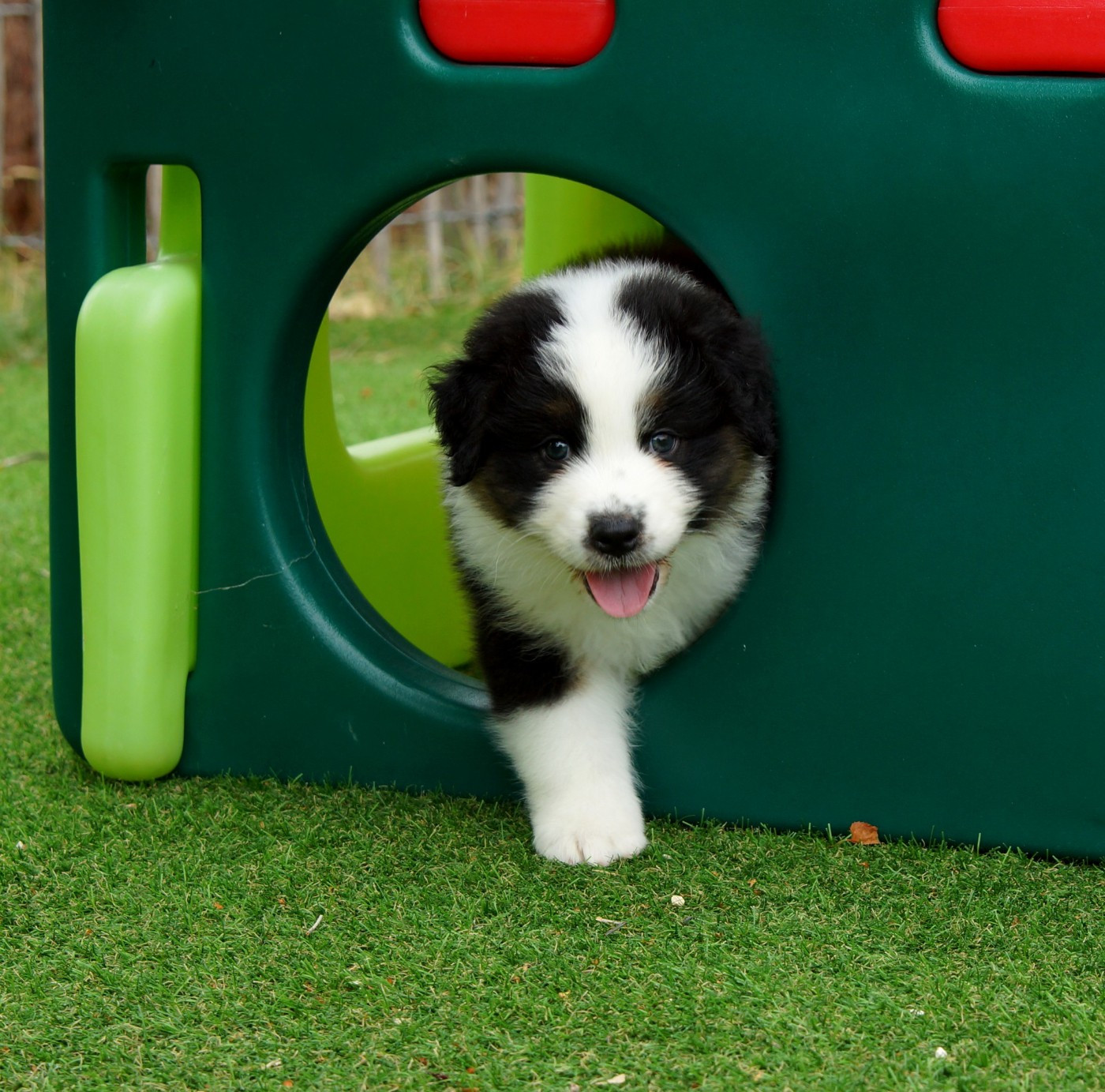 De La Vallée D'eska - Chiots disponibles - Berger Australien