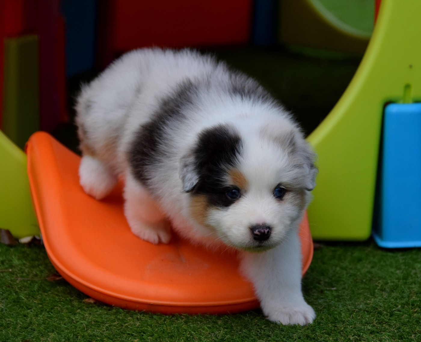 De La Vallée D'eska - Chiots disponibles - Berger Australien