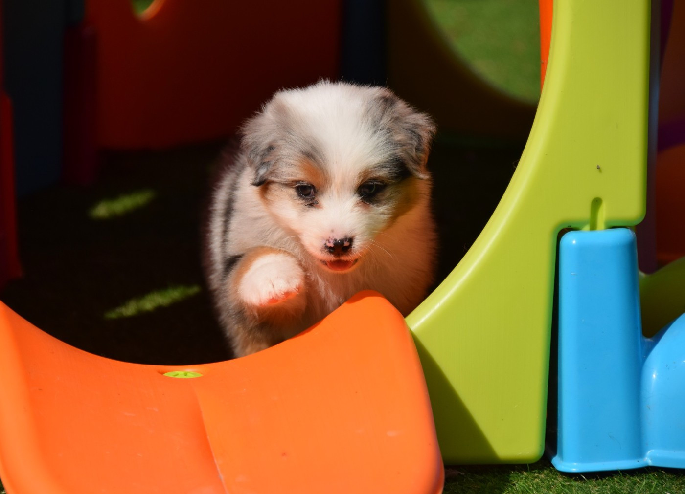 De La Vallée D'eska - Chiots disponibles - Berger Australien