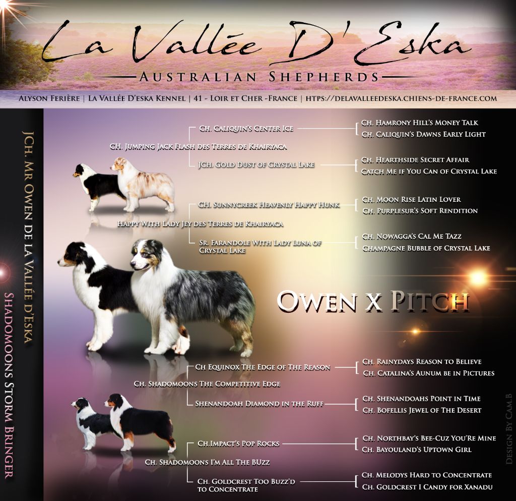 De La Vallée D'eska - Berger Australien - Portée née le 14/02/2020
