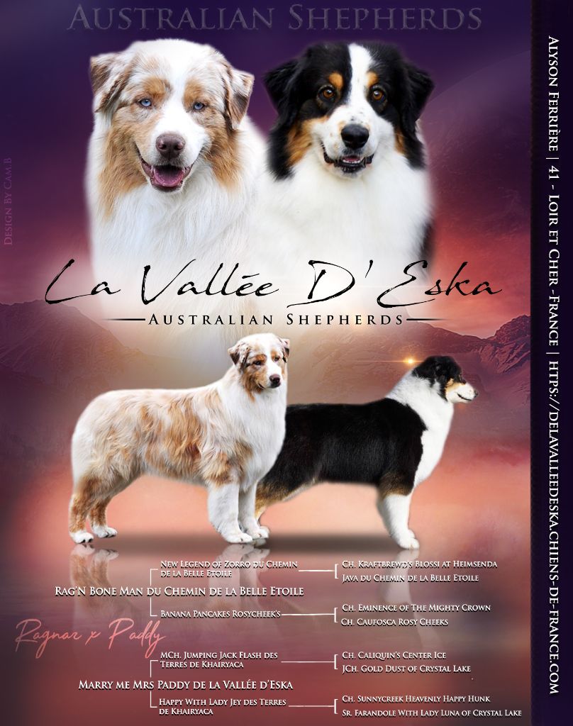De La Vallée D'eska - Berger Australien - Portée née le 30/09/2021