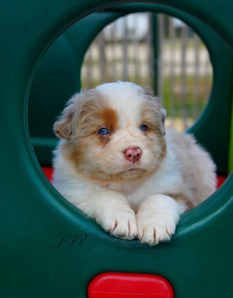 De La Vallée D'eska - Chiots disponibles - Berger Australien