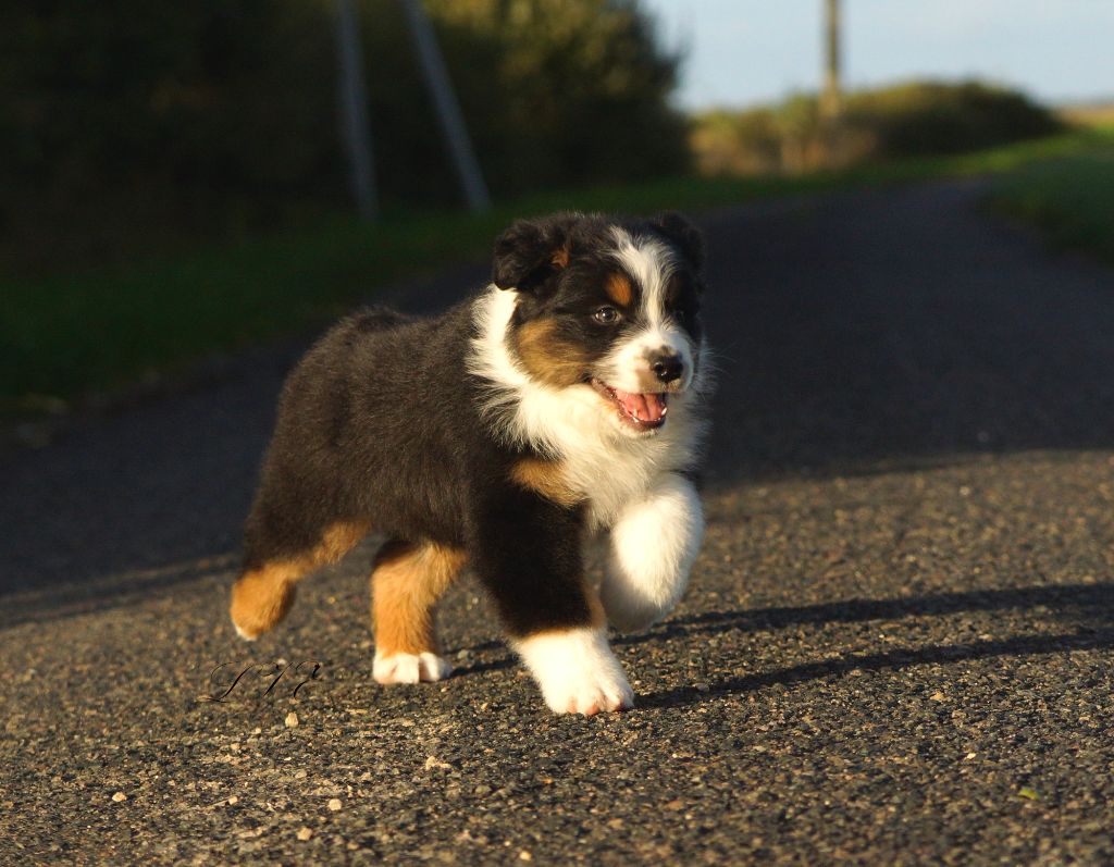 De La Vallée D'eska - Chiots disponibles - Berger Australien