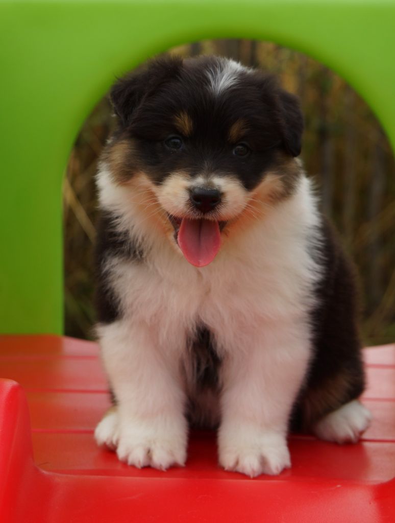 De La Vallée D'eska - Chiots disponibles - Berger Australien
