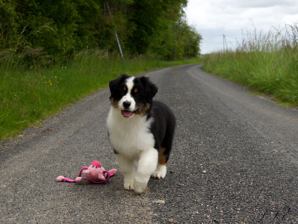 Pootchy de la vallée d'Eska 