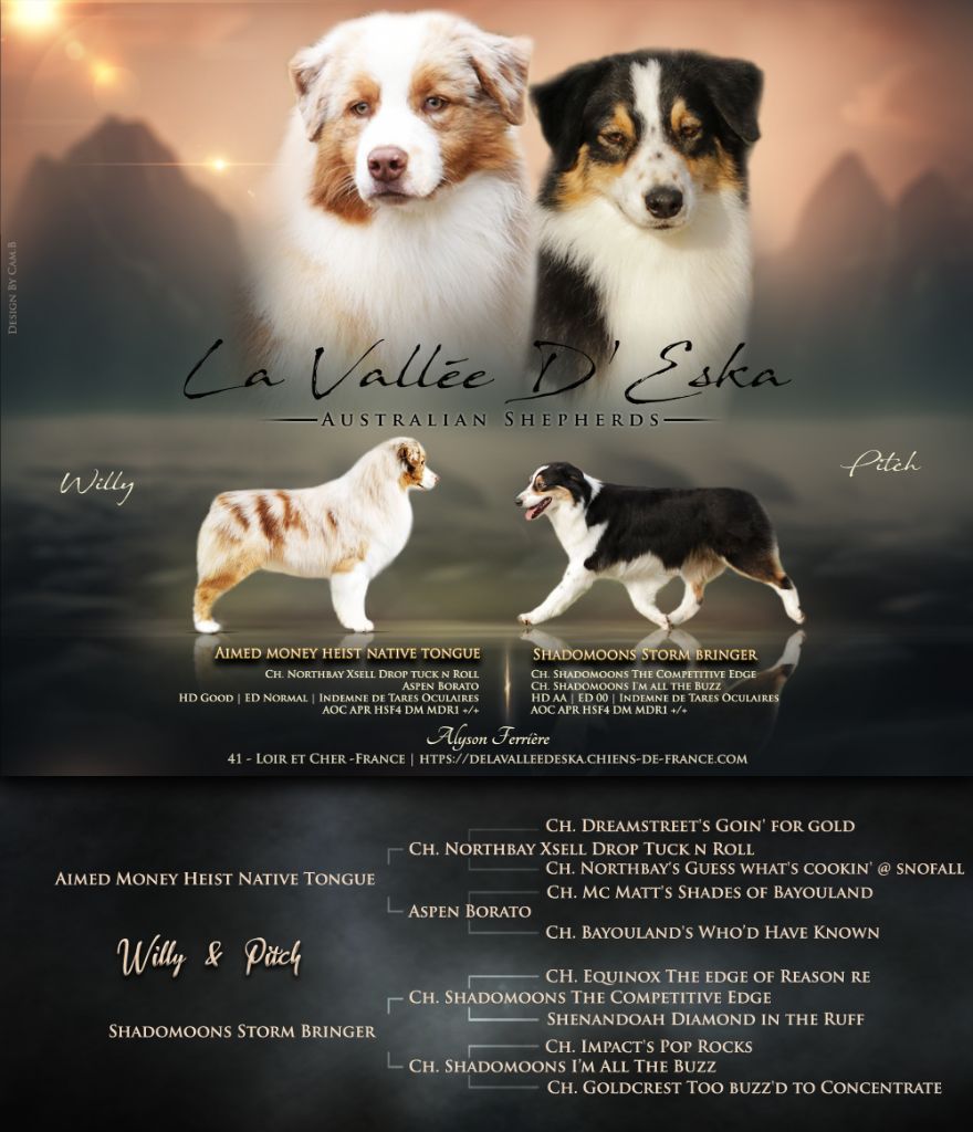 De La Vallée D'eska - Berger Australien - Portée née le 21/03/2024
