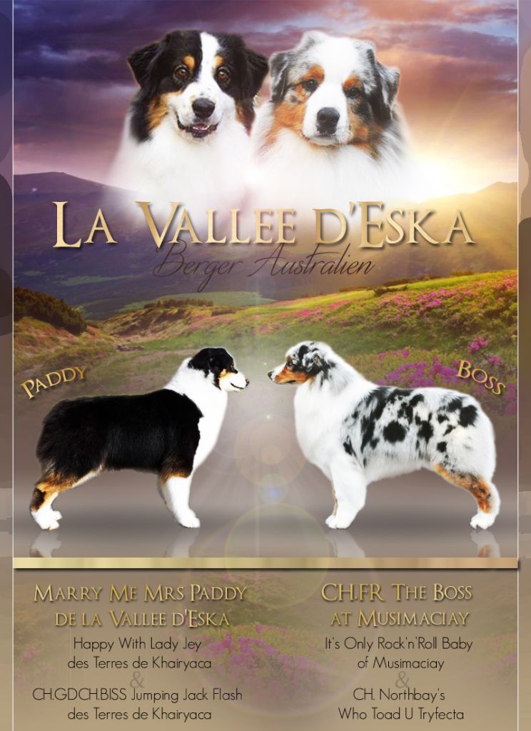 De La Vallée D'eska - Berger Australien - Portée née le 19/07/2018
