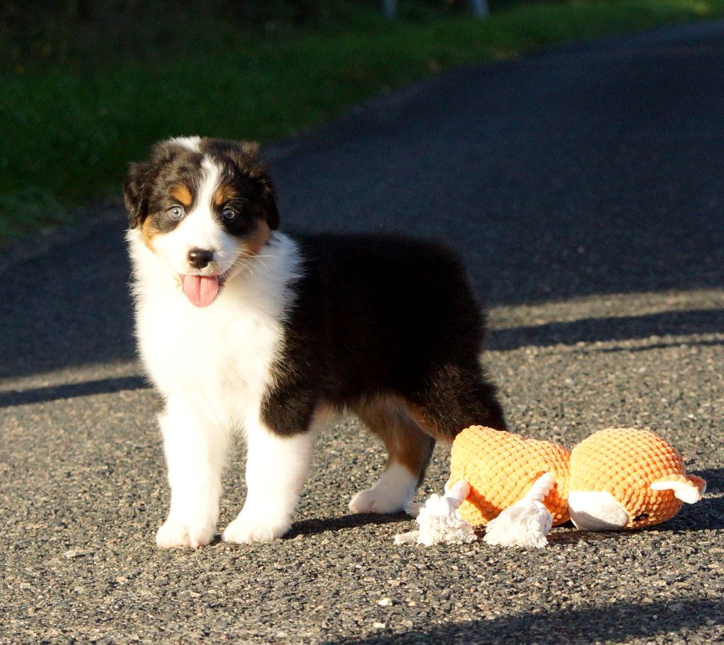 De La Vallée D'eska - Chiots disponibles - Berger Australien